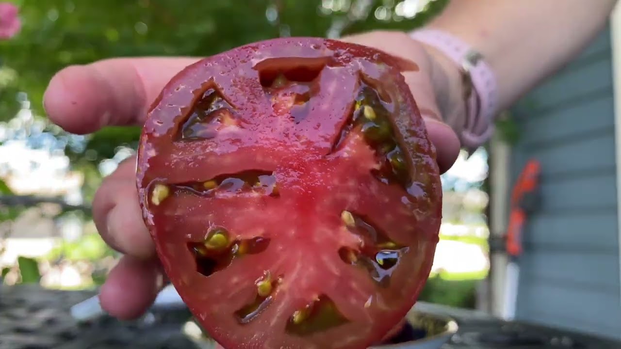 Short and Sweet Tomato Taste Test #15 - Carbon - Still a Favorite of Mine?