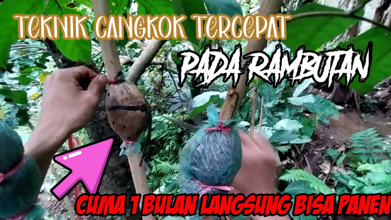 TUTORIAL CANGKOK RAMBUTAN ANTI GAGAL