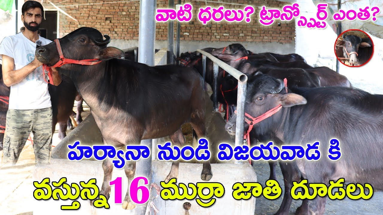 16 Murra Calfs for sale ||హర్యానా నుండి విజయవాడ వస్తున్నా ముర్రా దూడలు! CBNewsHyderabad