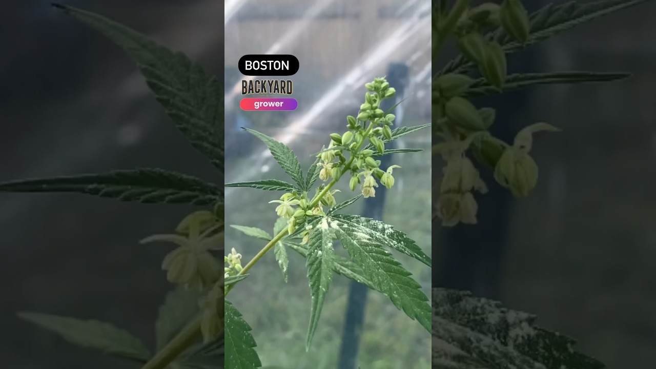 Как собирать пыльцу конопли #как #каннабис #пыльца #экстракт