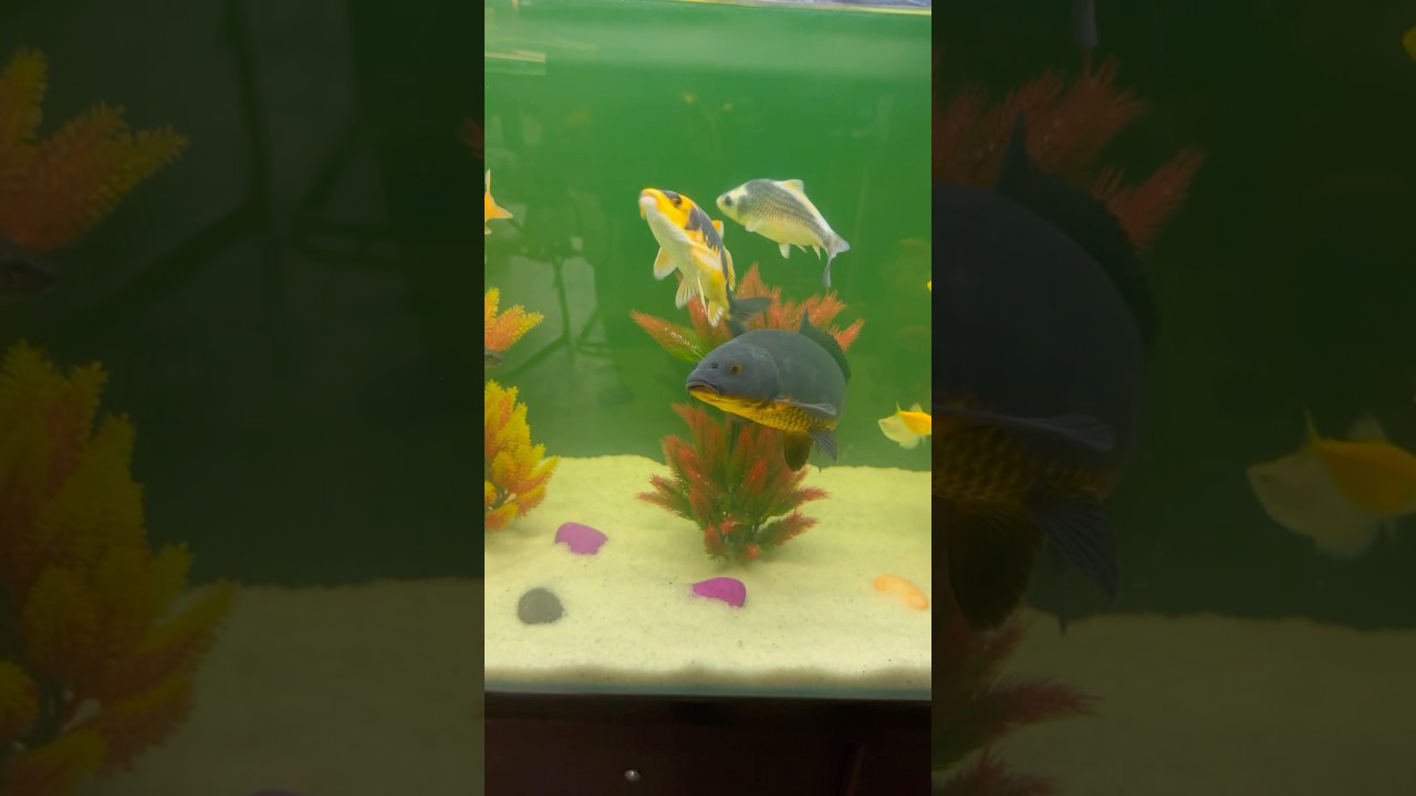 #koifish #tetra #tigerbarb #rainbow #shark #like #subscribe #dailyshorts