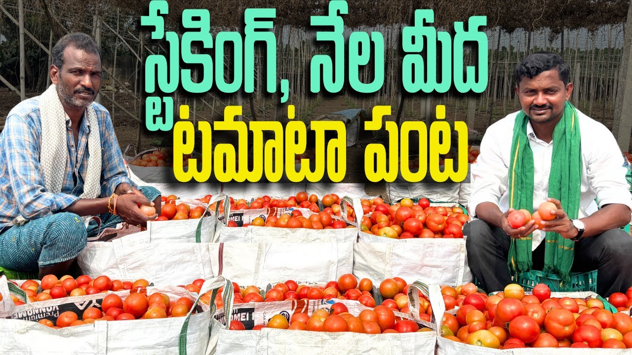 Staking Vs నేల పైన Tomato సాగు