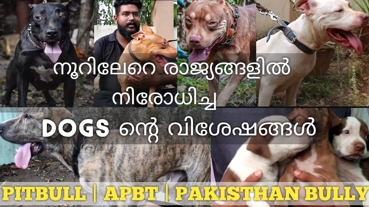 Pitbull |ഭീകരന്മാരായ നായകളുടെ ലോകം |Pakisthan Bully|Dogs Kerala|Rottweiler |Labrador| American Bully