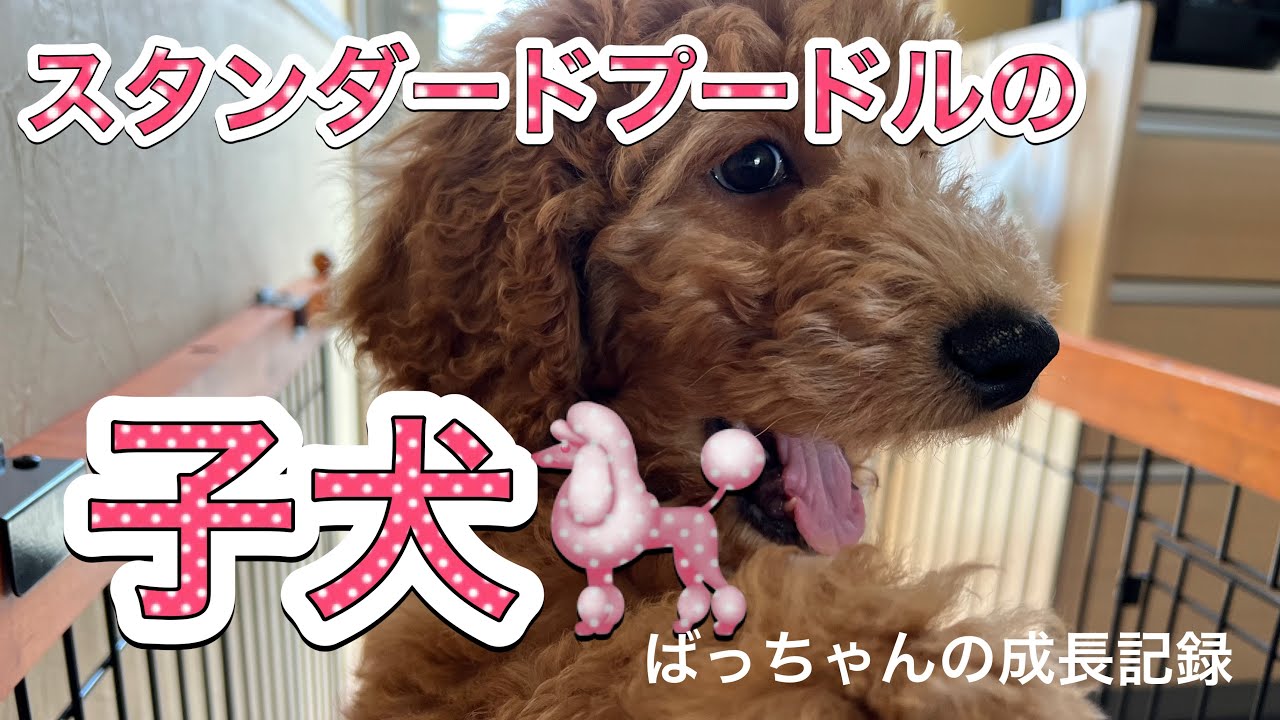 スタンダードプードルの子犬　ばっちゃんの成長記録です。#スタンダードプードル #大型犬 #熊本弁