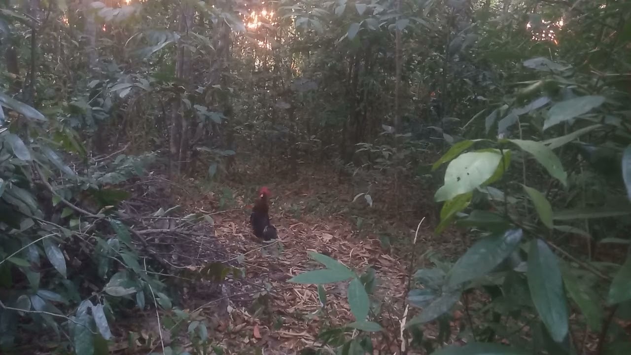 @ព្រៃស្តុក