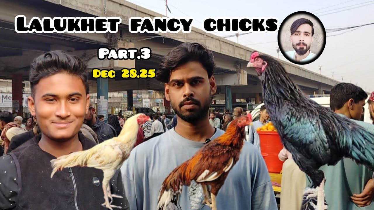 Lalukhet Murga Market Java black  Murga fancy chicks & Blog Dec.28.25 white muruga Sunday Karachi