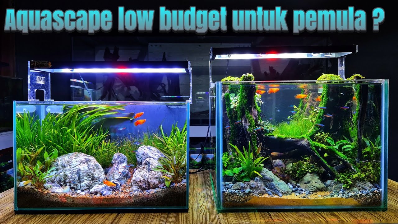 #263 Membuat Aquascape jungle style tanpa injeksi co2??