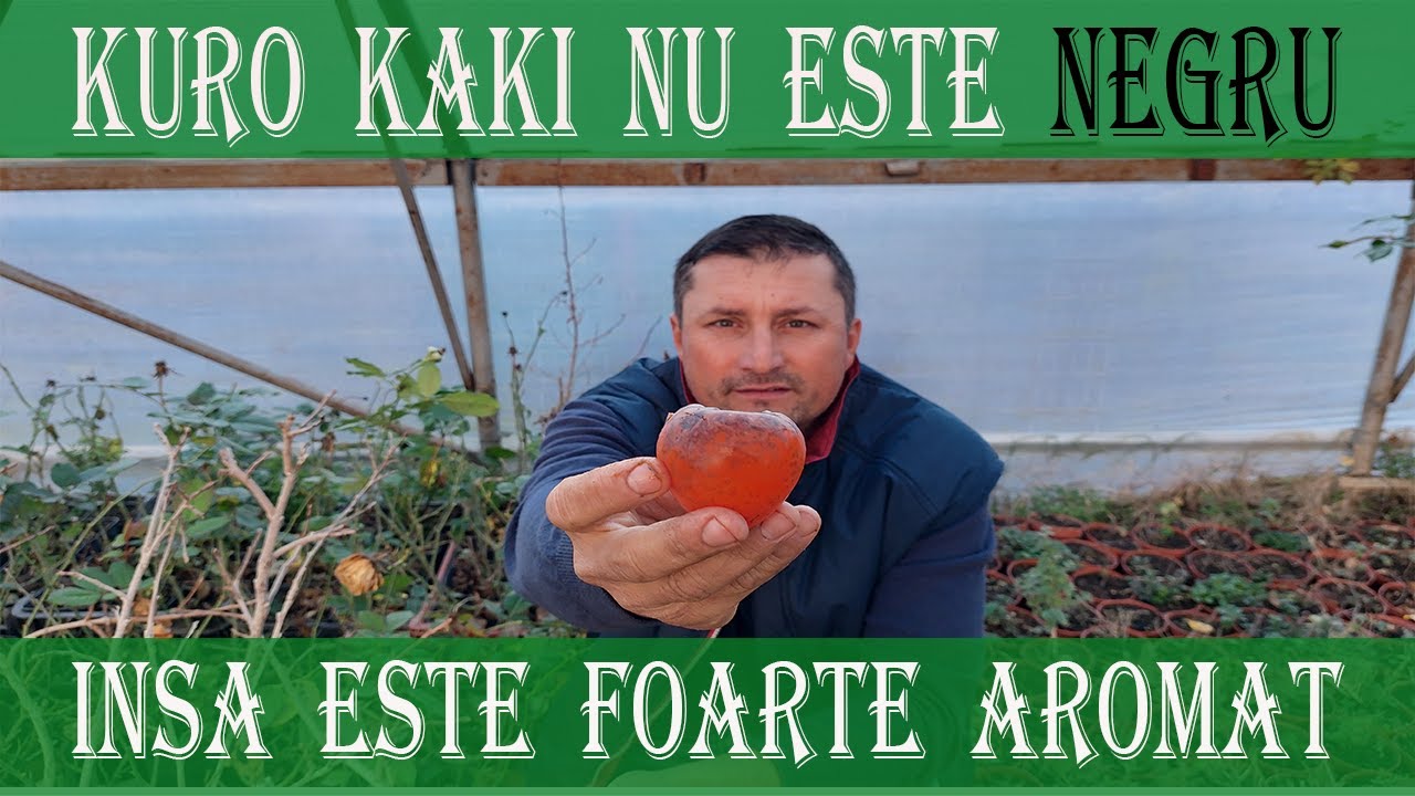 Cum arata fructul de Kuro Kaki - persimonul sau fructul Zeilor in pepiniera Sanatate din plante