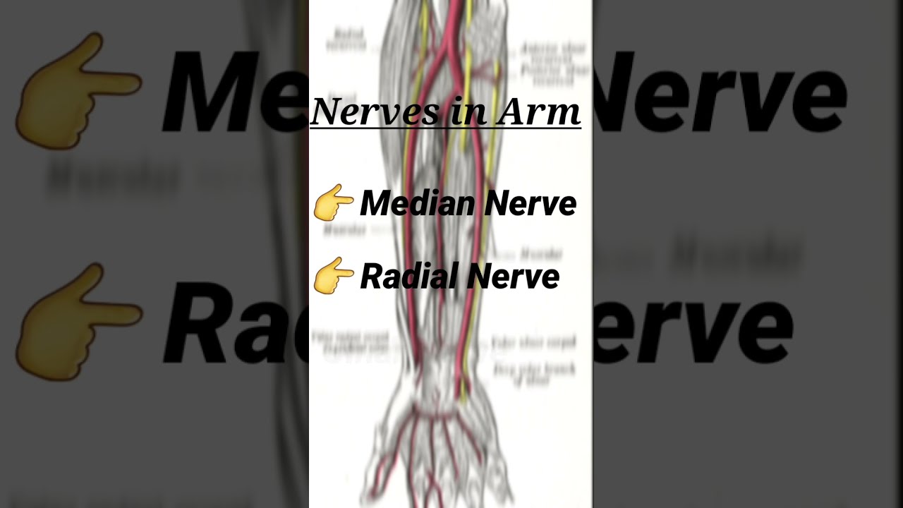 Nerves in Arm 