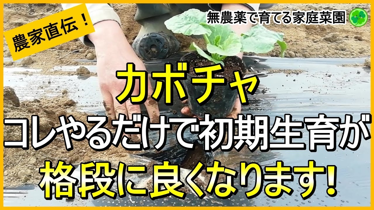 【カボチャ栽培】苗を植えた後コレをやれば一石三鳥！【有機農家直伝！無農薬で育てる家庭菜園】　24/4/25
