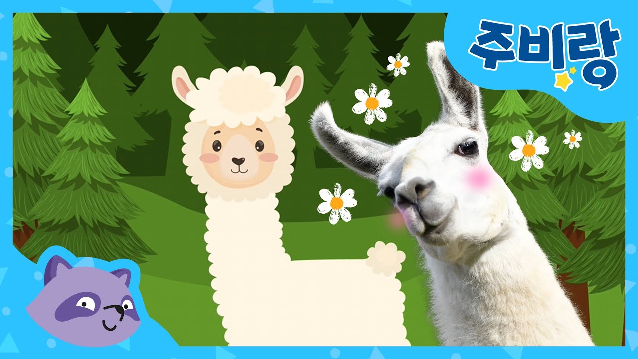 낙타랑🐪 친척 사이인 귀여운 라마의🐑 모든 것!! 💜ㅣ바바의 신기한 동물도감ㅣ주비랑 TV