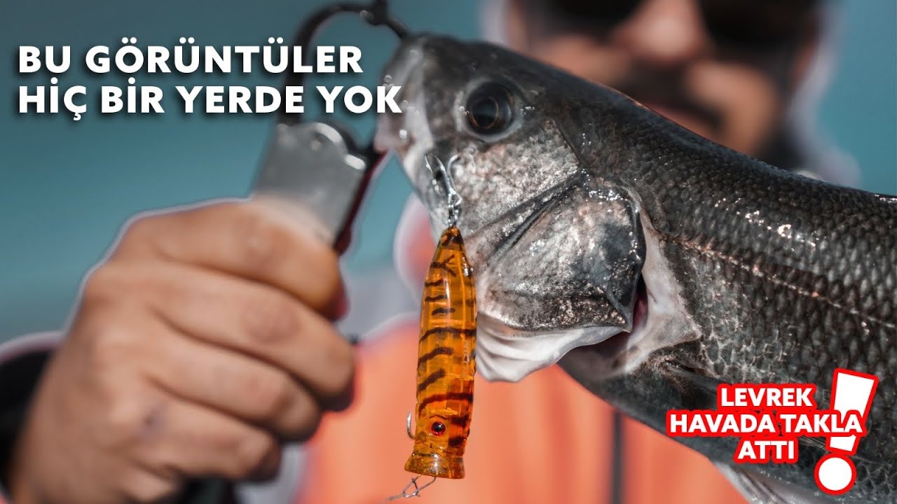 LEVREK!! En vahşi vuruş görüntüleri, su üstü Levrek avı yakalanma anları!