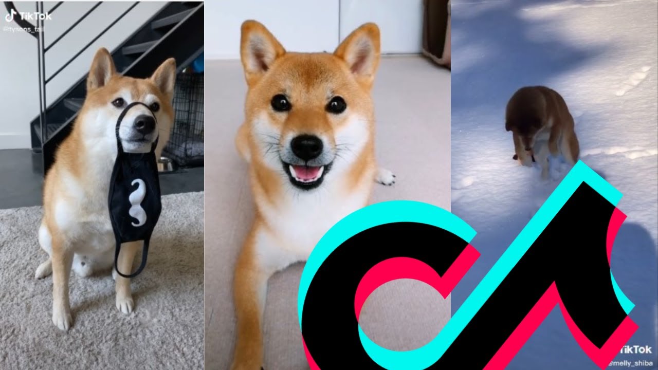 The Most Sweetest Shiba Inu TikTok Compilation | Dogs Of TikTok