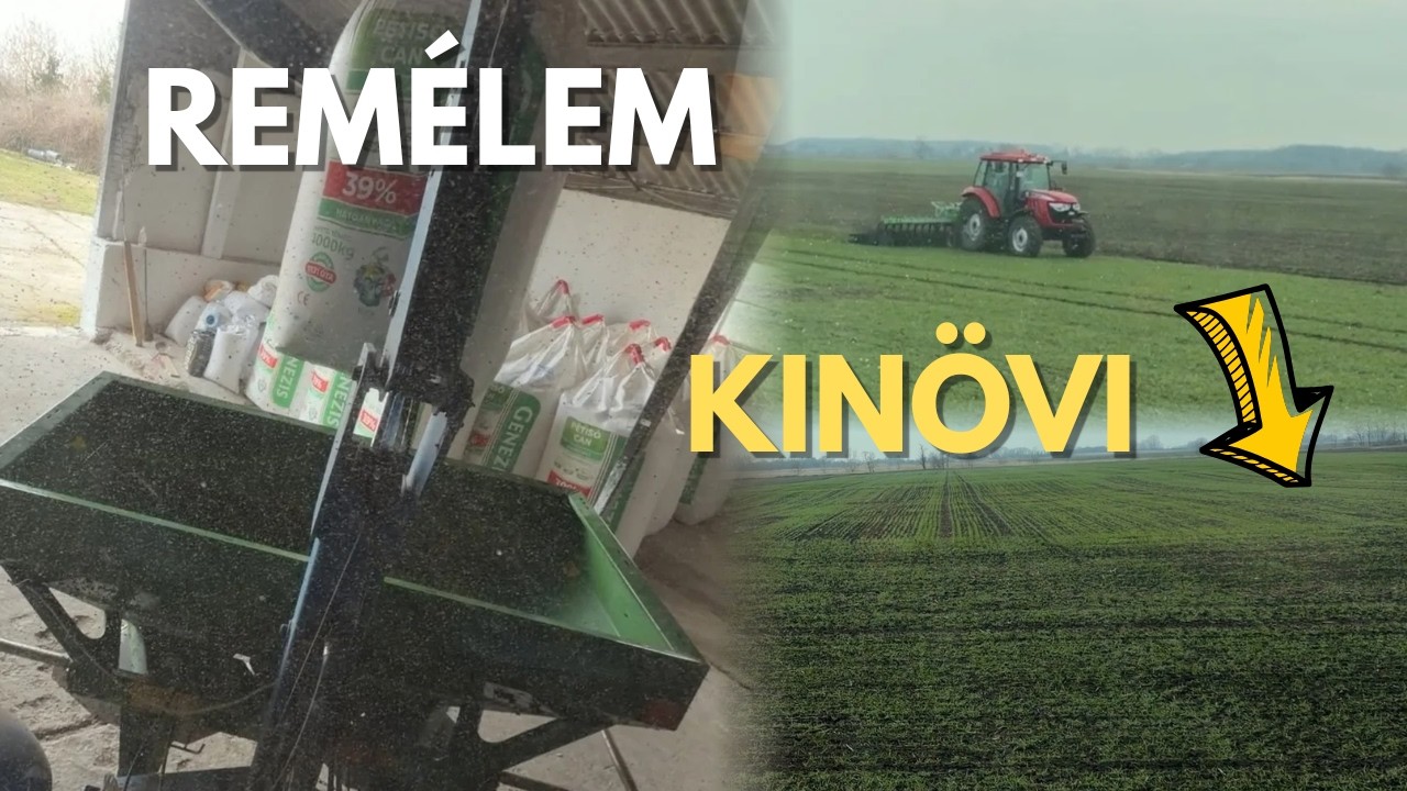 Kész a fejtrágyázás! Így néz ki a búza a küllőskapa után (NEW HOLLAND T7.235 & TYM T854)