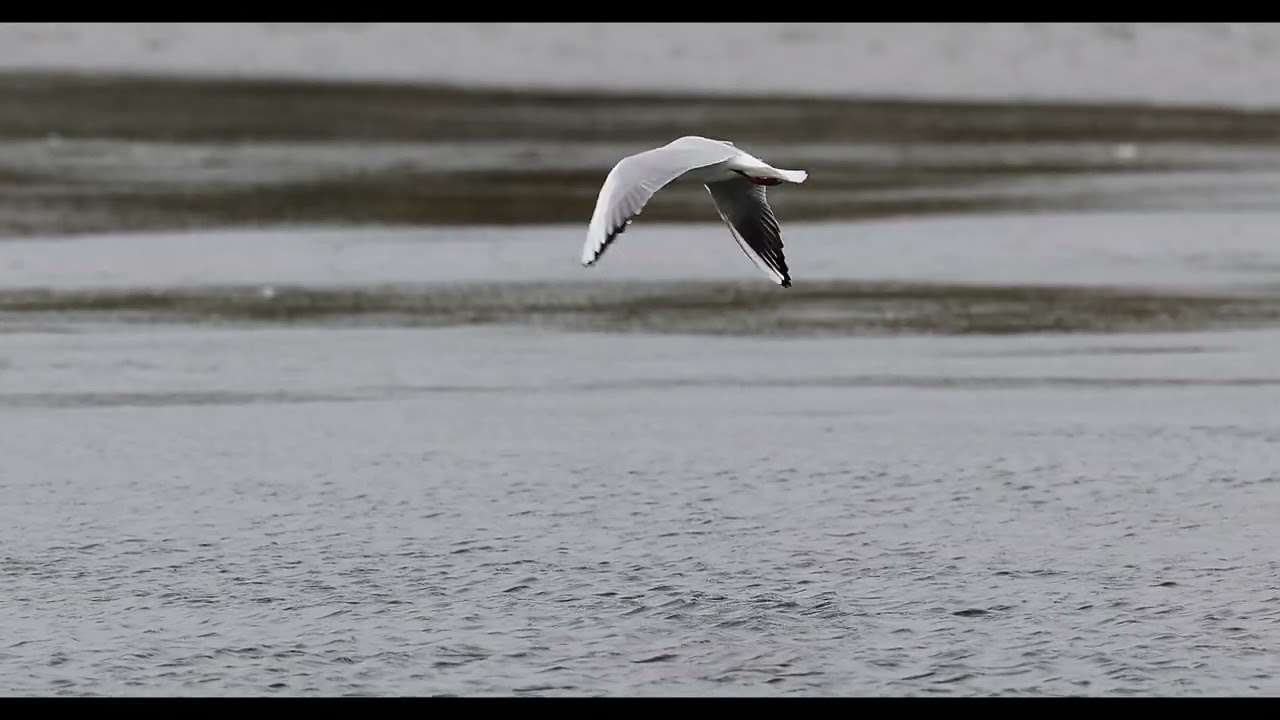 Black Headed Gull