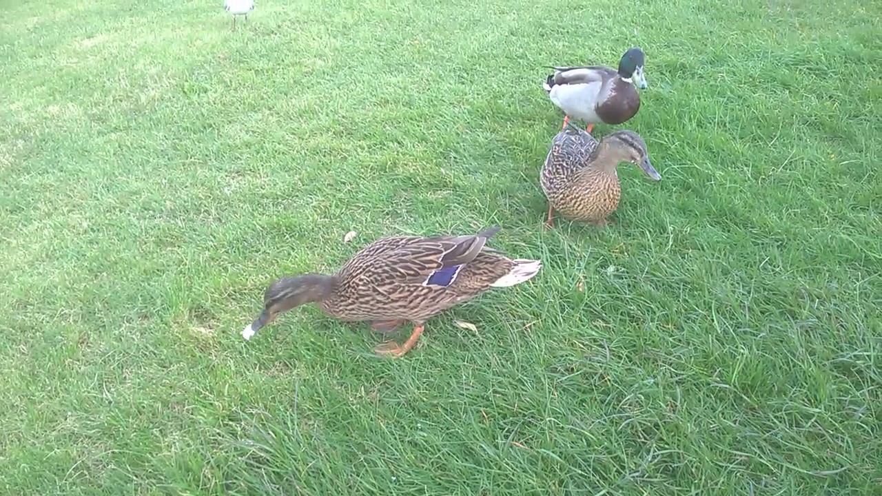 FEEDING THE DUCKS AT HUNSTANTON 1 5 2017