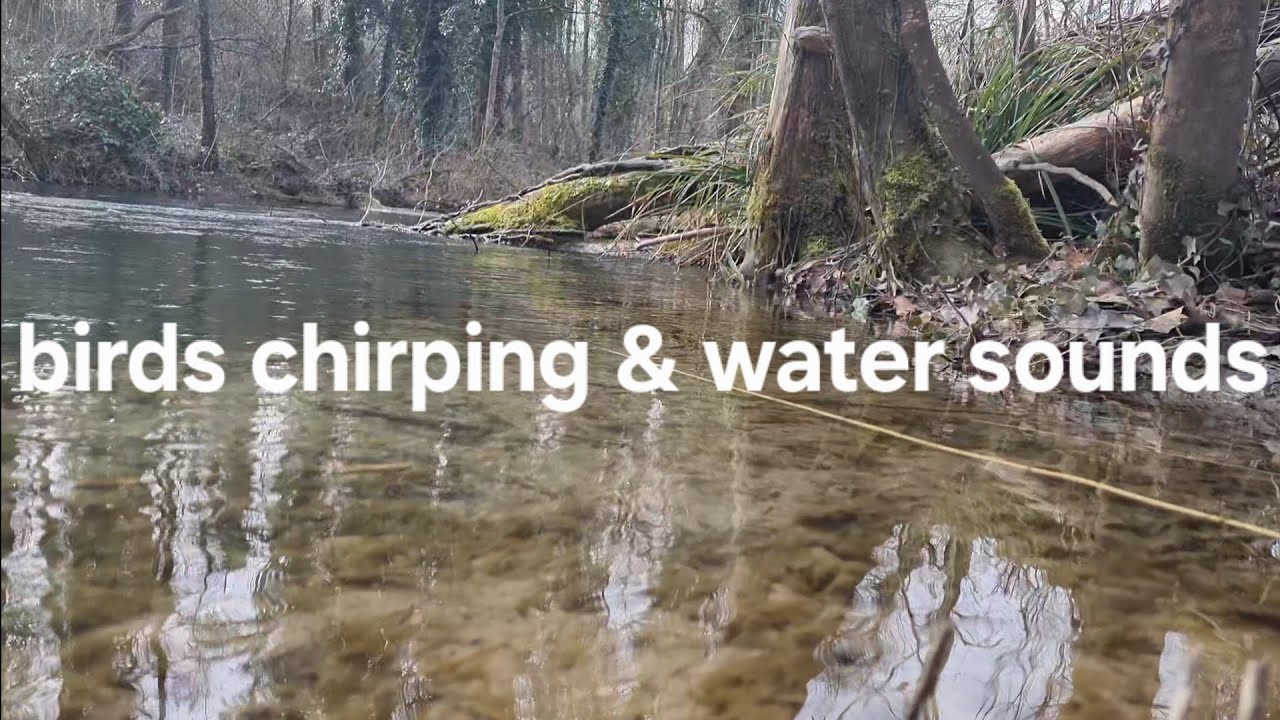 birds by the river | relaxing nature sounds for sleep | no talking