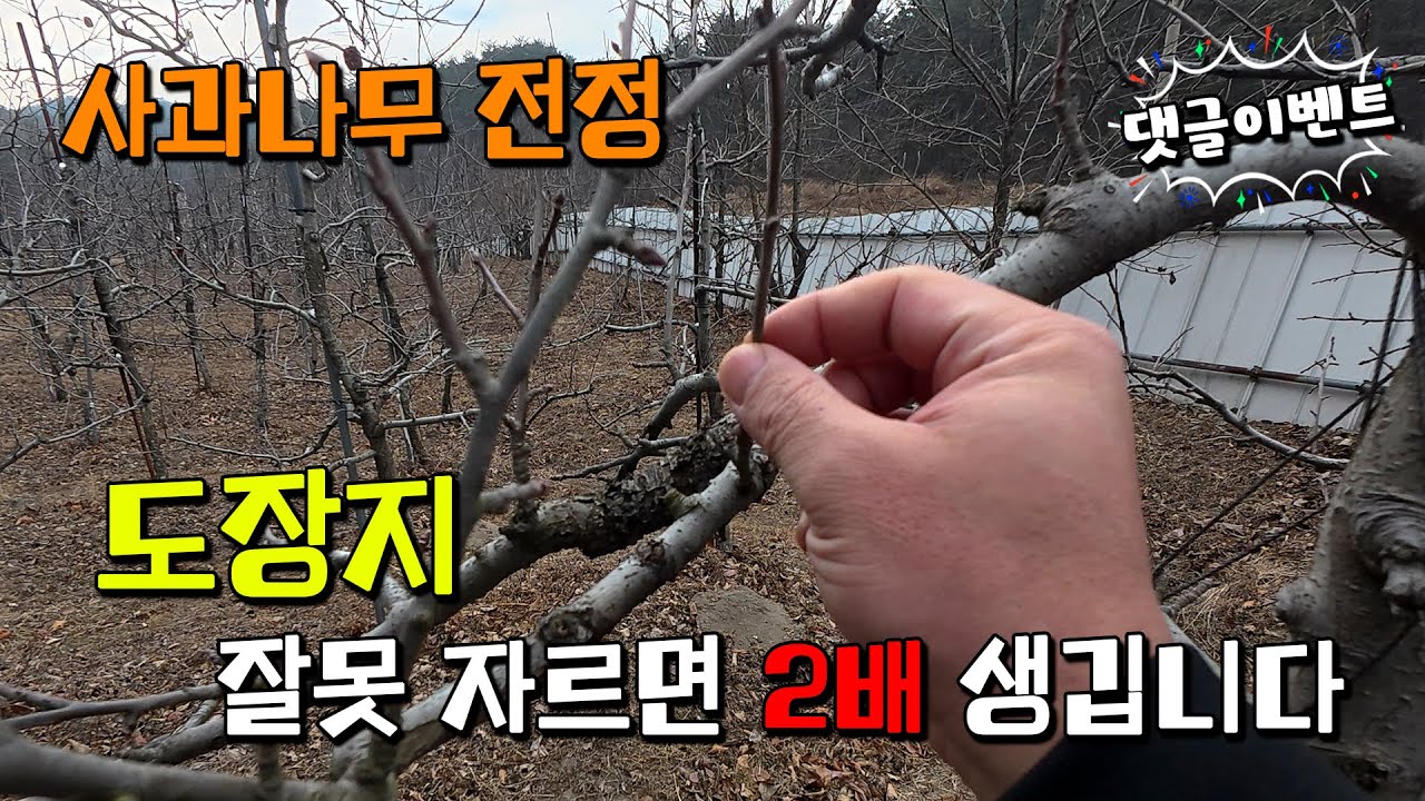 사과나무 전정 도장지 구분법부터 제거 기준까지 한번에 l 나리온 전동 전지가위 | 댓글이벤트 [용감한머슴 Ep.54]