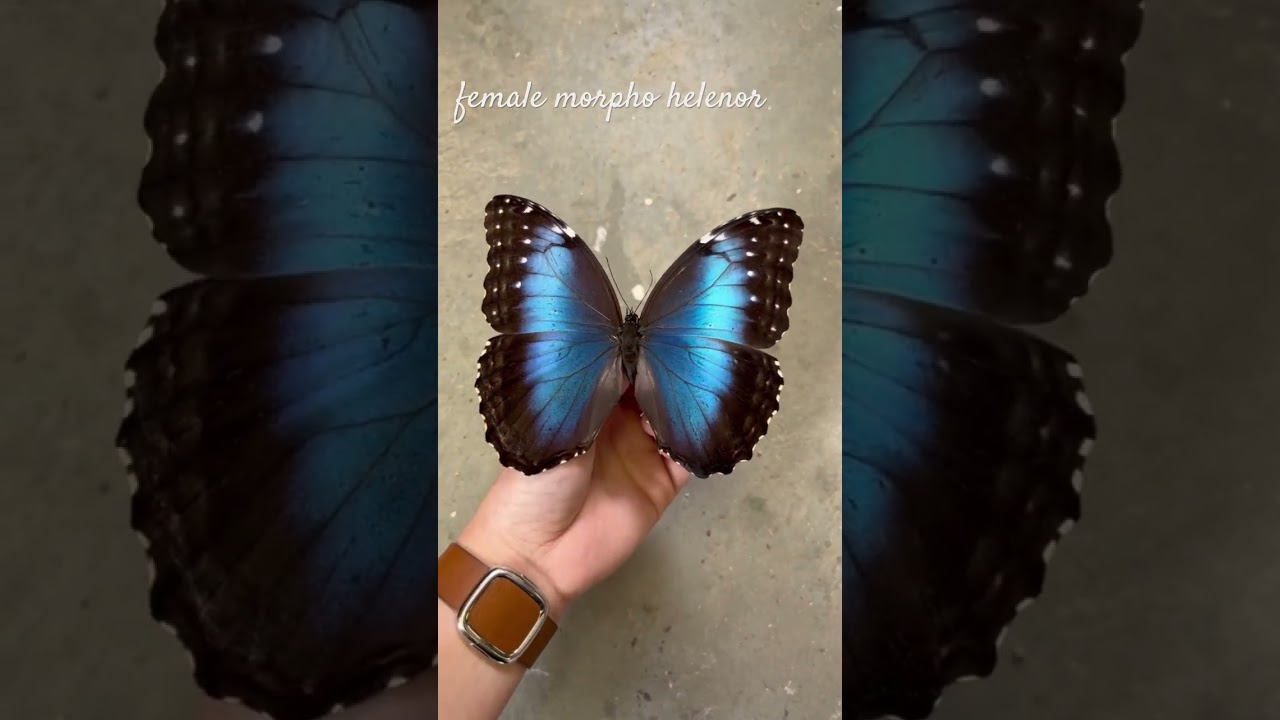Morpho helenor (female) blue morpho butterfly #entomology #butterflyconservation #insects #art