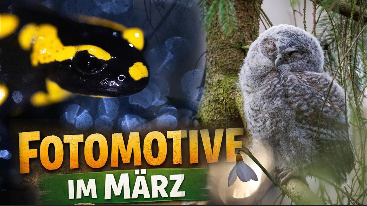 Fotomotive im März