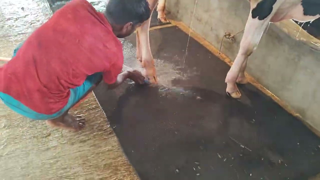 গরু পালন করতে ২০ টি নিয়ম নিয়ে আলোচনা করলাম 🐄🐄🐄#agriculchar