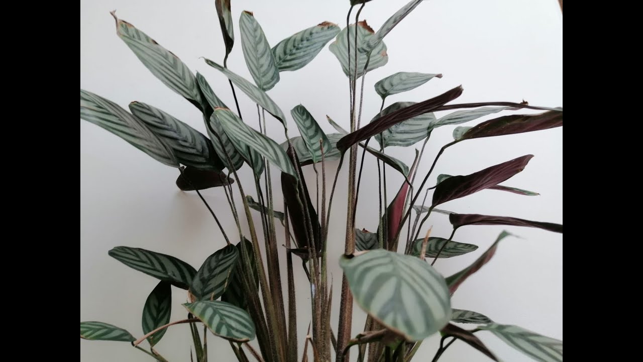TODO LO QUE ENCONTRÉ EN MI CALATHEA PAPEL DE MÚSICA │CUIDADOS #calatheas #plantasdeinterior #jardin