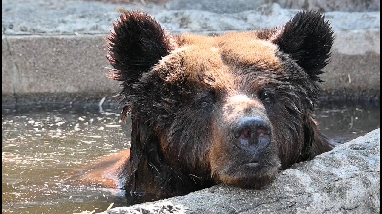 のんほいパークエゾヒグマアマナさんの水浴び2026年3月12日撮影