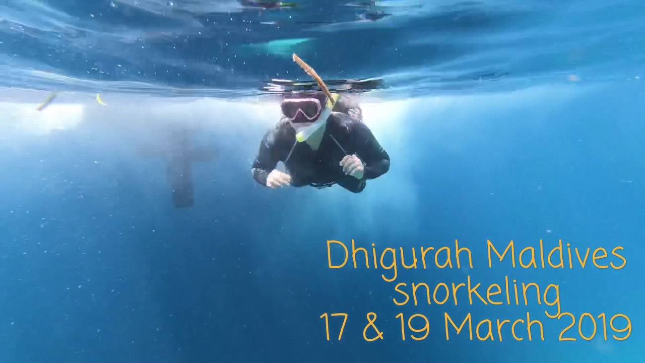 Dhigurah, Maldive snorkeling. Meet the whale shark