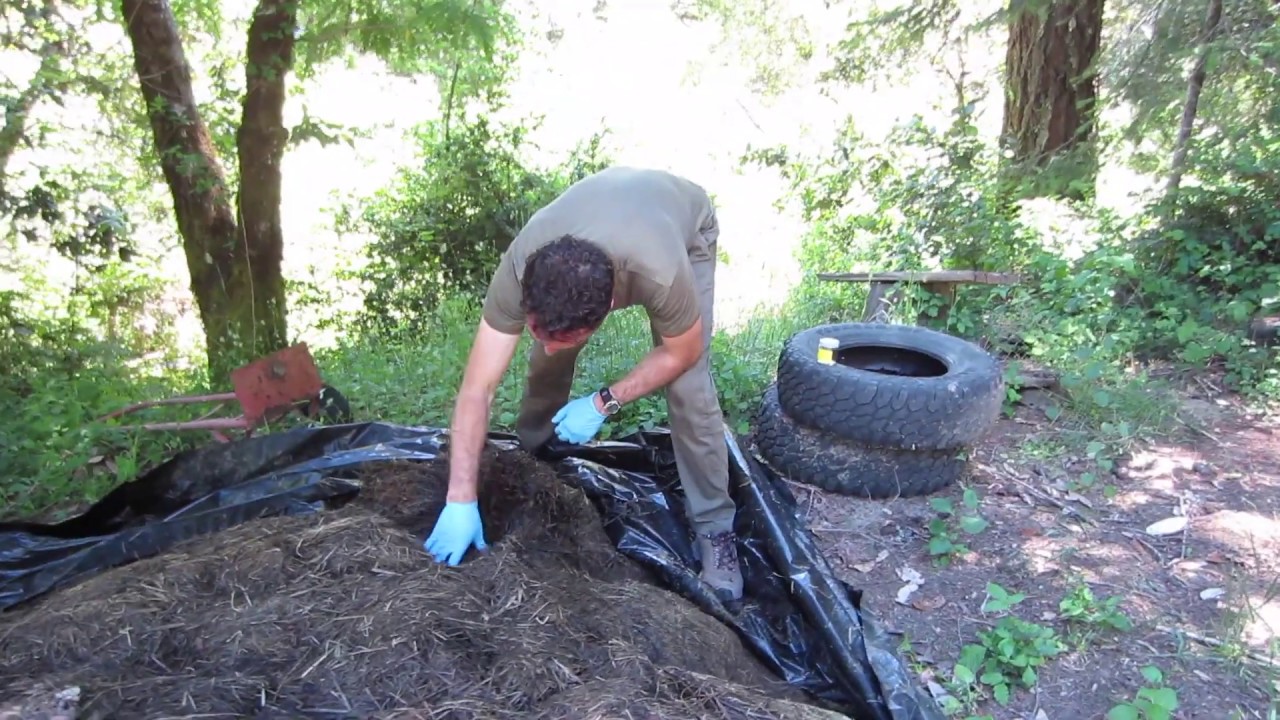 Mycoremediation Of Motor Oil