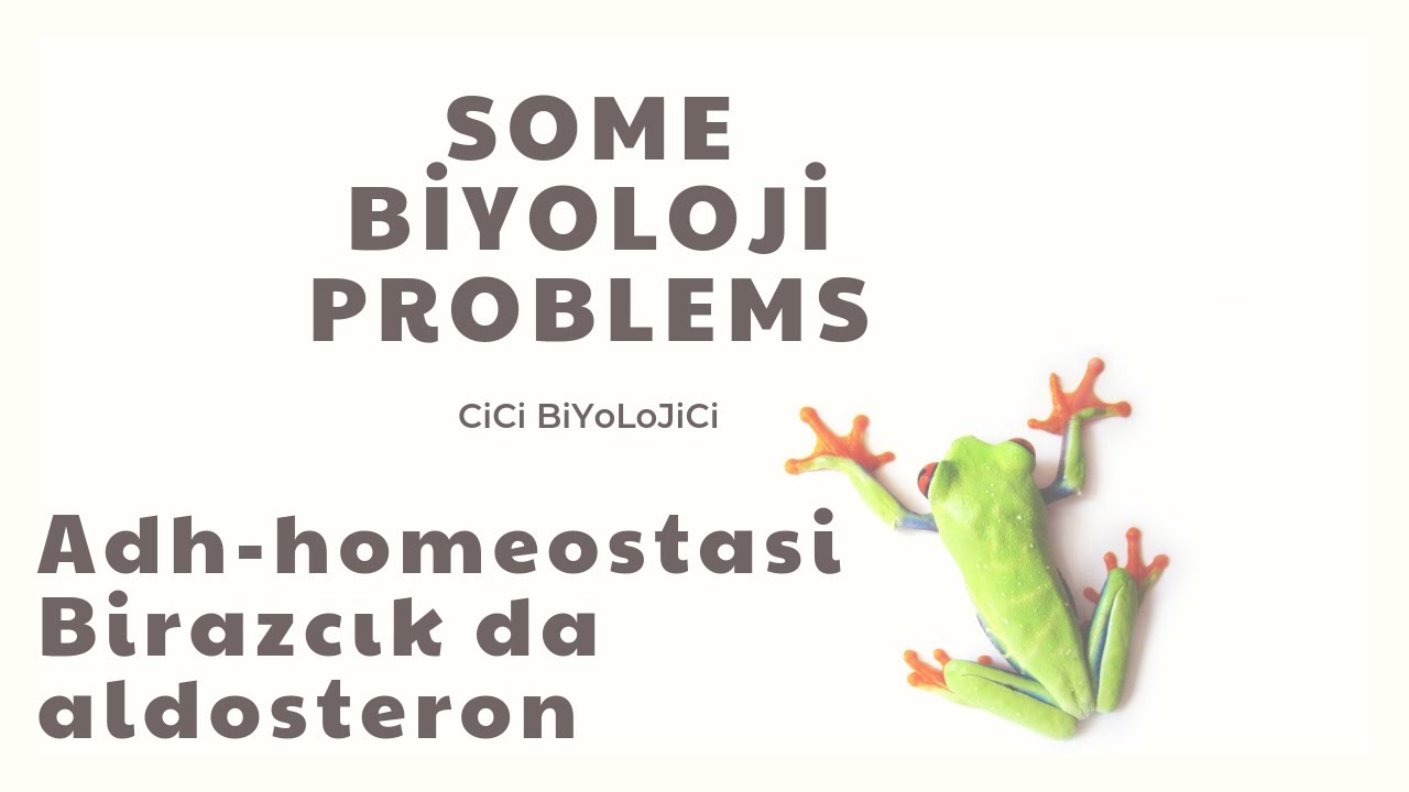 ADH - Homeostasi ilişkisi. Birazcık da aldosteron