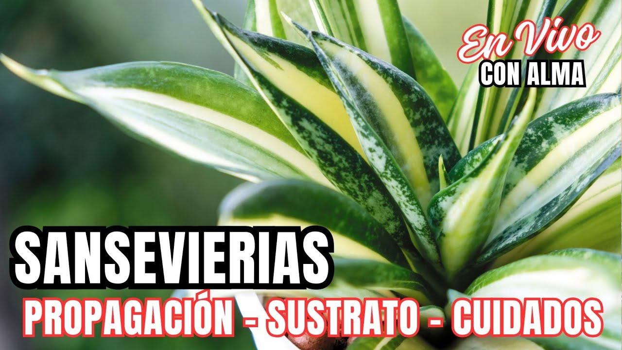 SANSEVIERIAS: propagaci&oacute;n, sustrato y cuidados En Vivo