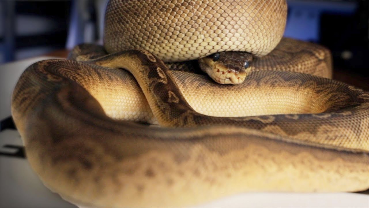 Is Sunset an Ugly Dead ball python?