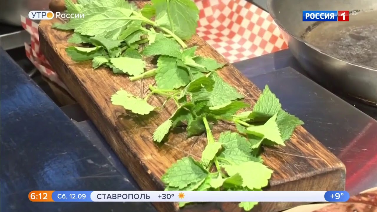 Крапива: в чем польза и вред