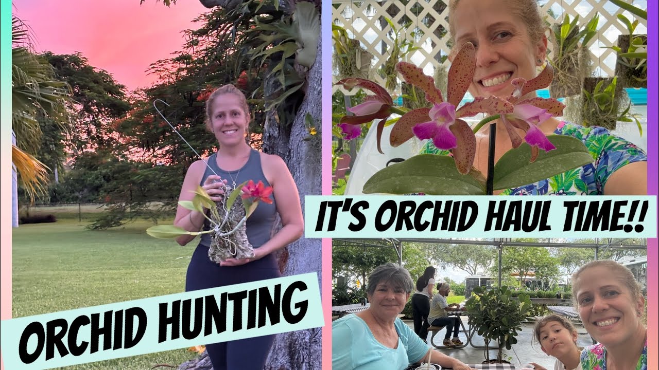 Orchid Hunting - secret nursery in Miami- Fantastic OrchidHaul!! Learned New Culture Tips