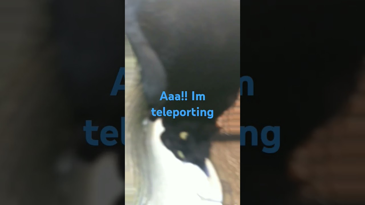 Cat adventures! me with ma cats #subscribe #500subs #foryou #like #funny #cat