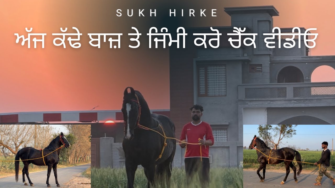 ਚਮਕਦਾ 🦬 #animalfarming #horse #horse #hollend #hollend #comedyfilms #comedyfilms #automobile