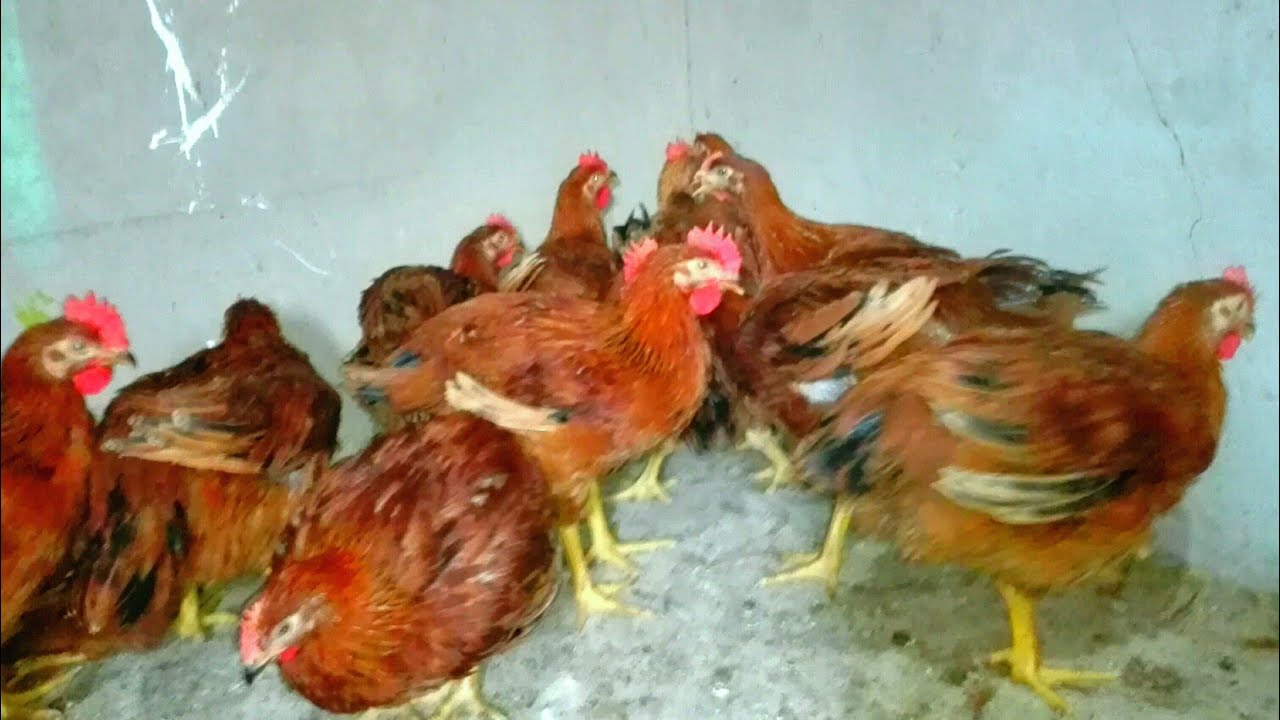 الفراخ الساسو عمر 50 يوم خلطه لزيادة الوزن بشكل رهيب تخلي الفرخه توصل 5كيلو بدون علف