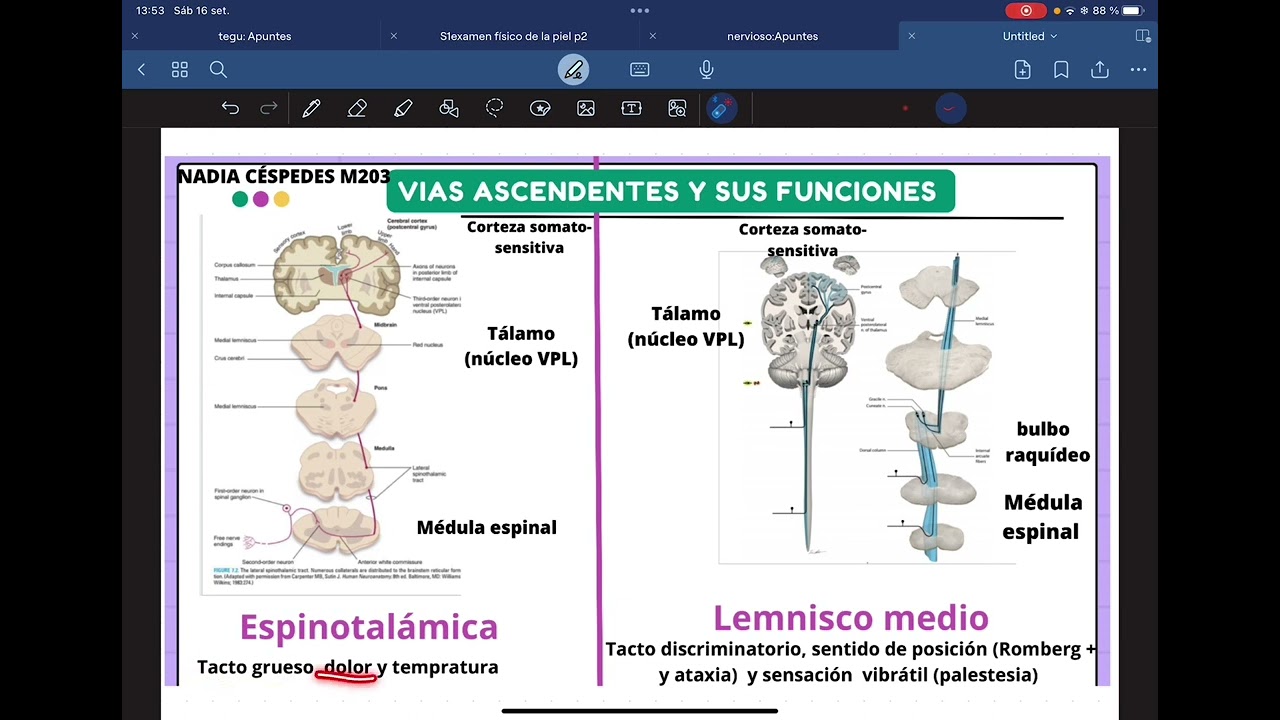 V&iacute;a espinotalamica y de lemnisco medio/cord&oacute;n posterior