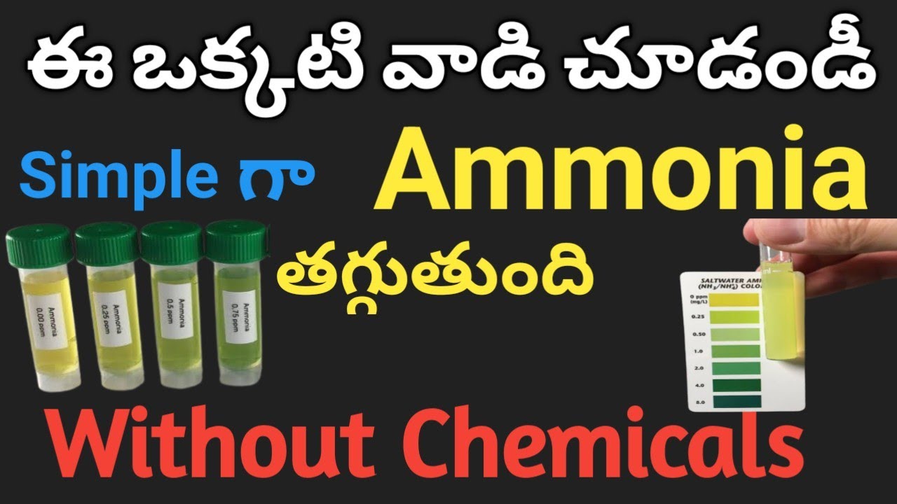 ఈ ఒక్కటి వాడి చూడండీsimple గా Ammonia తగ్గుతుందిHow to control ammonia without chemicals@Aquabooks6