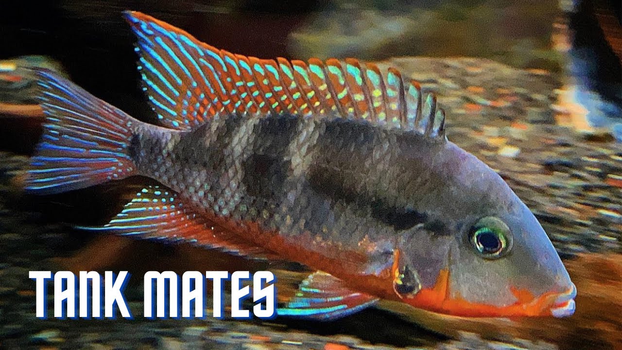 Top 10 Tank Mates for Firemouth Cichlids