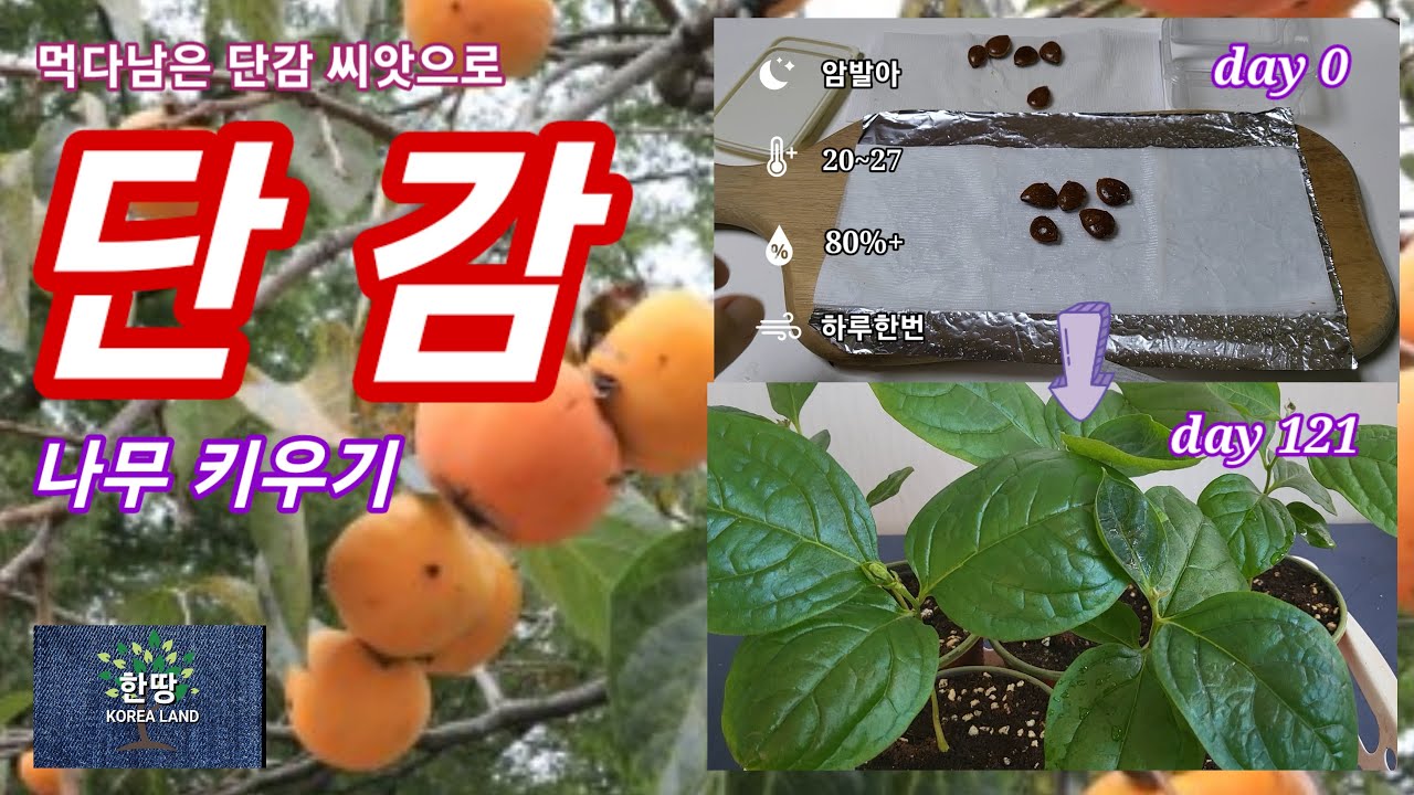 먹다남은 단감 씨앗으로 단감나무 키우기. how to grow sweet persimmon tree with leftover sweet persimmon seed.
