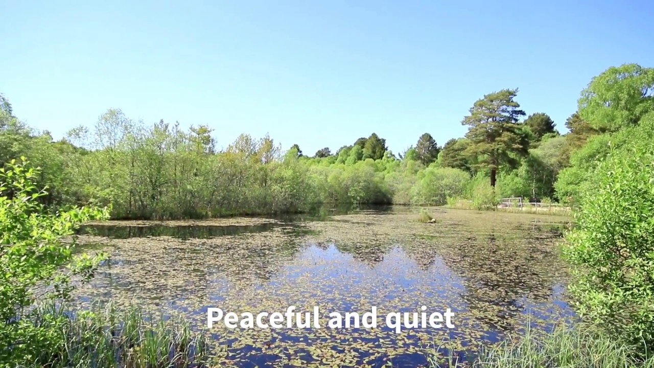 Tullochwood – 28 acres of native woodland in Moray Scotland