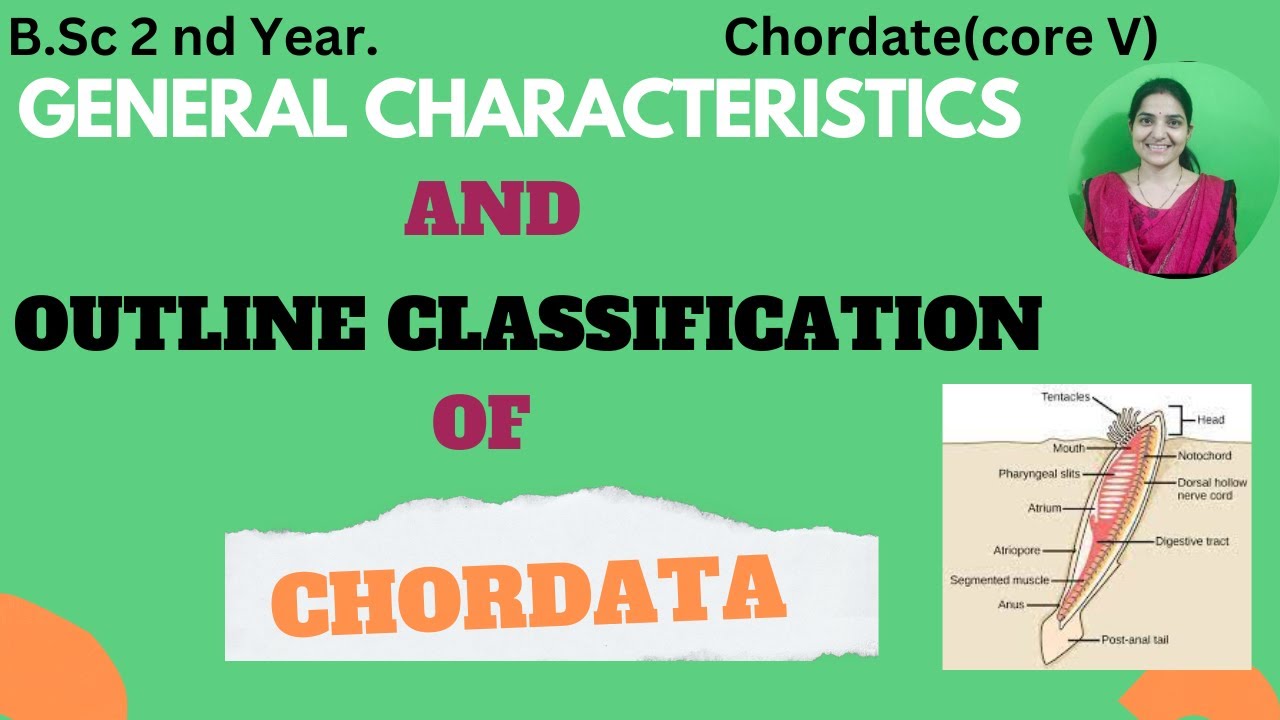 General characteristics And Outline classification of chordata B.Sc 2nd year||Phylum Chordata#gnb