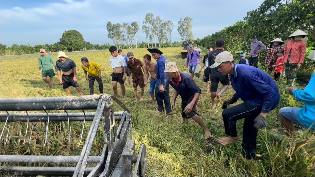 Trúng Lớn - Cả Xóm Ra Đồng Bắt Chuột nhiều Khủng Hoảng | hunting | - TT2150