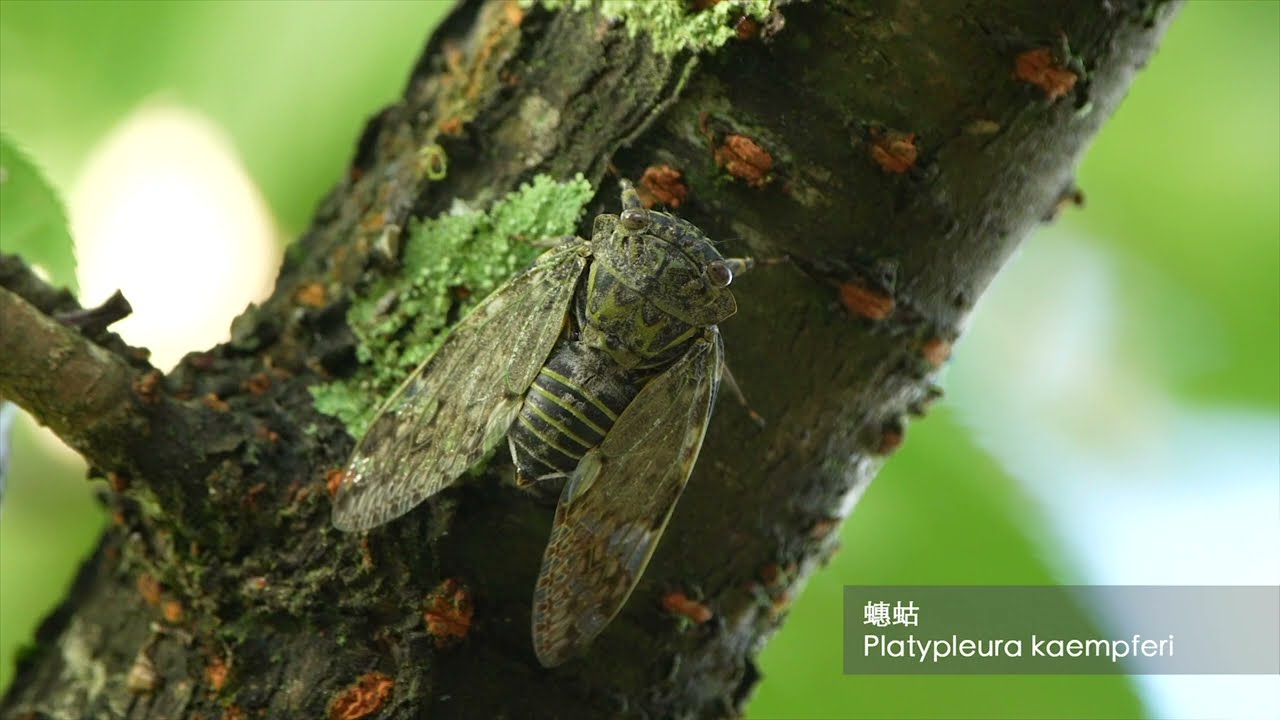 Calling of the Cicadas in Taiwan / 台灣蟬鳴聲