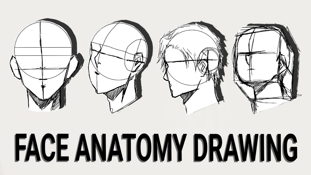 How To Draw Face Anatomy || Easy To Draw