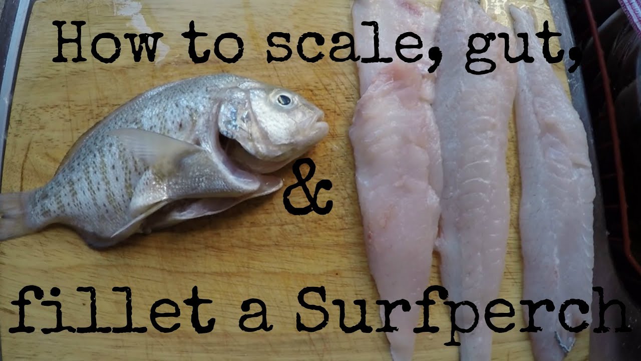 How to scale, gut, & fillet a Surfperch