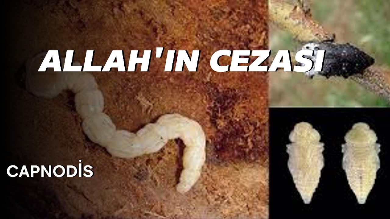 CAPNODİS