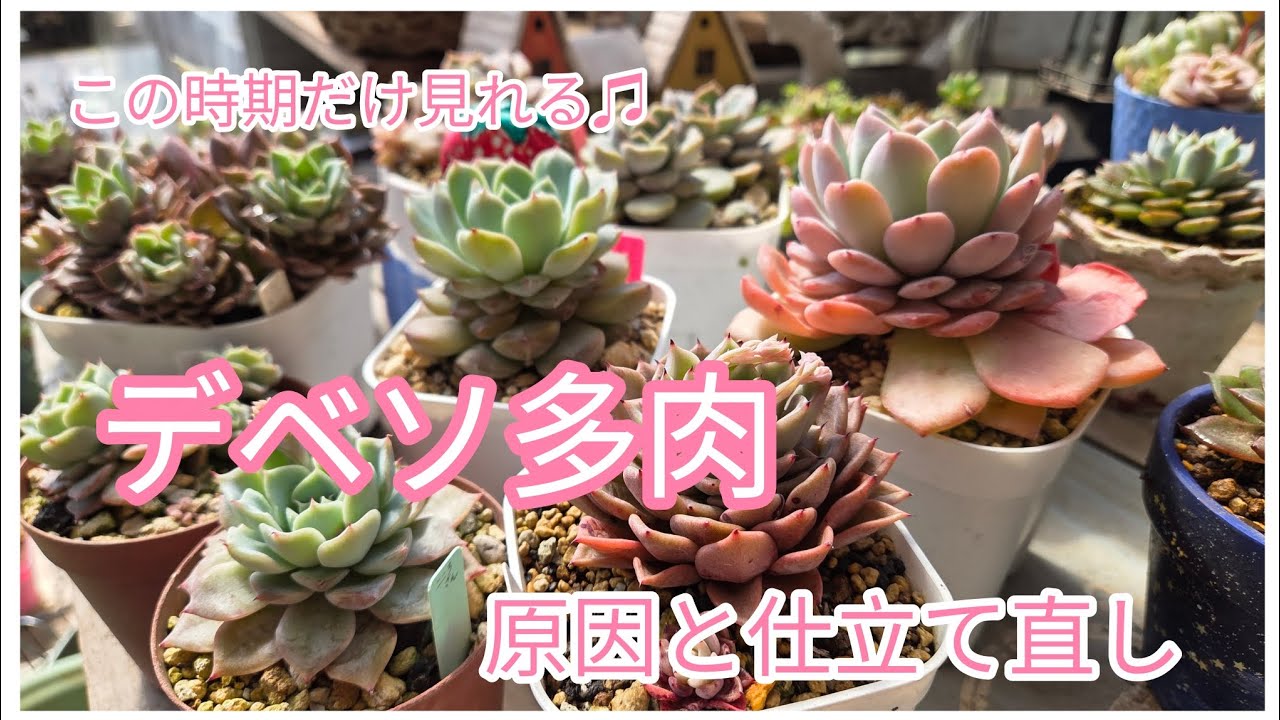 今だけ見れるユニークな姿♡デベソ多肉、原因と仕立て直し🌵✨