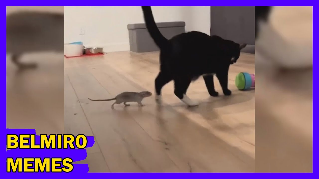 Belmiro Memes: Melhores dublagens engraçadas da semana 33
